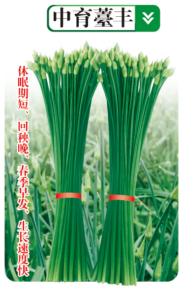 中育薹豐