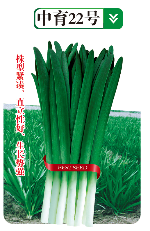 中育22號(hào)