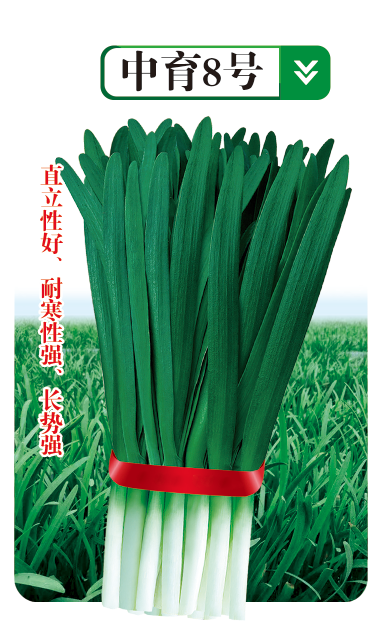 中育8號(hào)