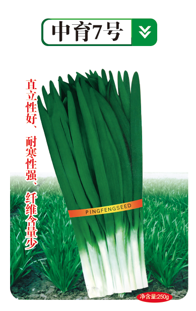 中育7號(hào)