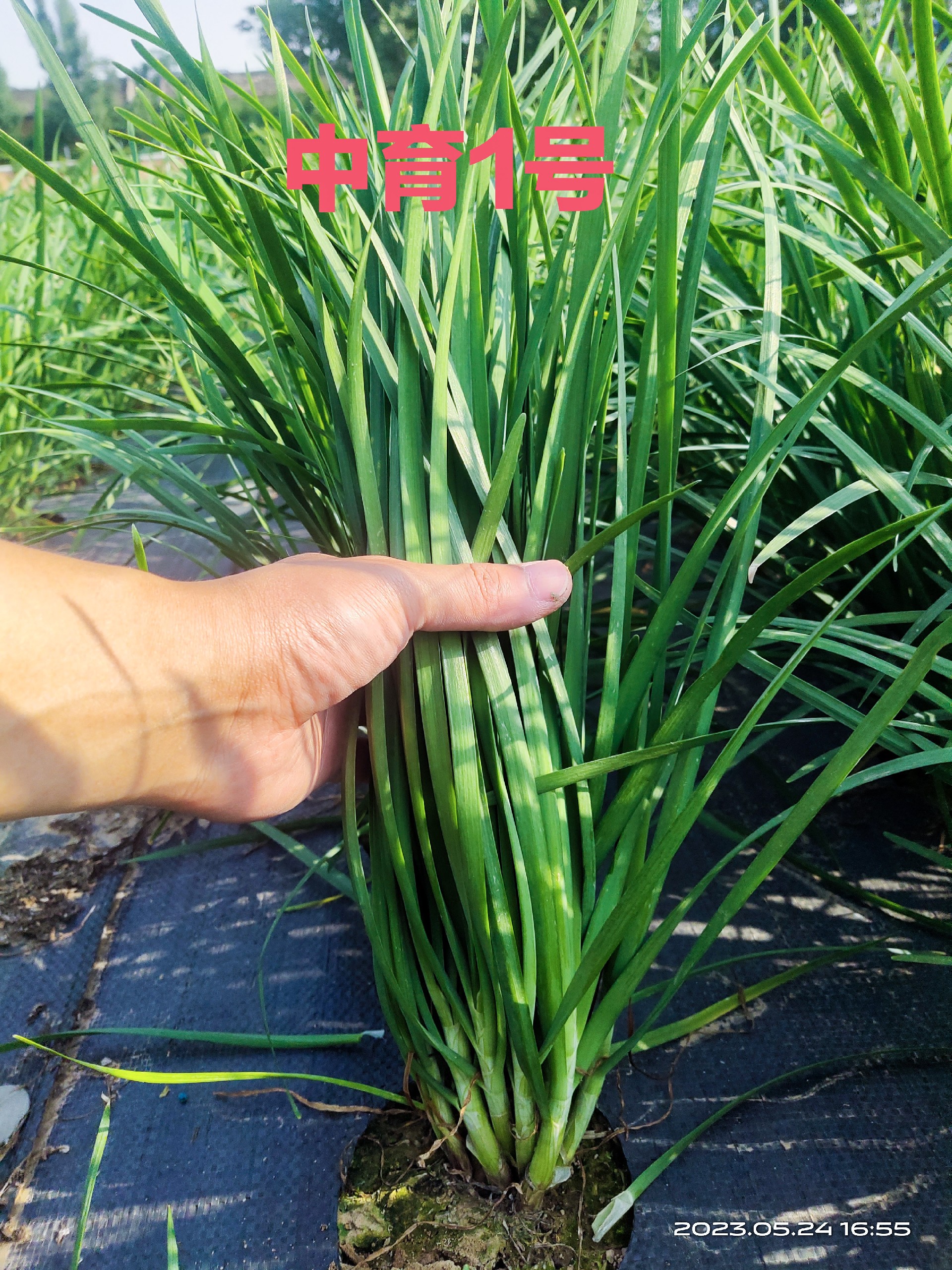 中育1號(hào)