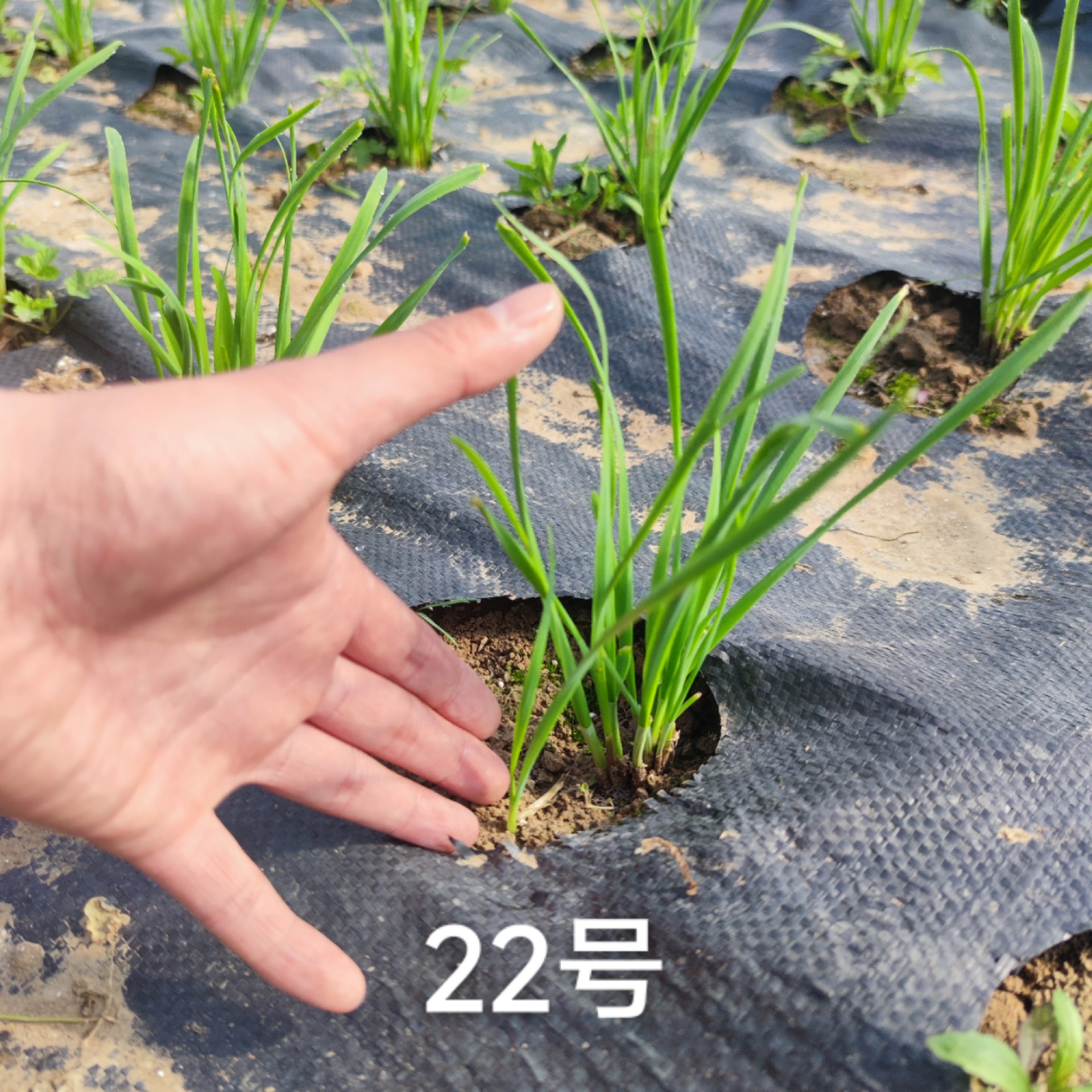 2023.3.中育22號(hào)大棚表現(xiàn)
