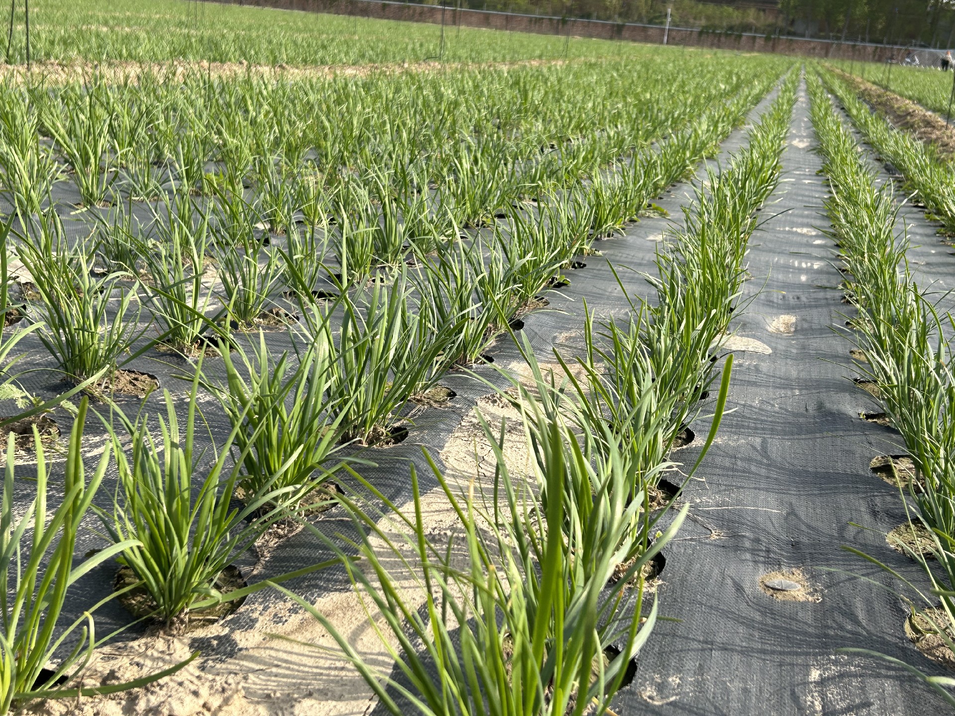 2023.4.6-除草澆水