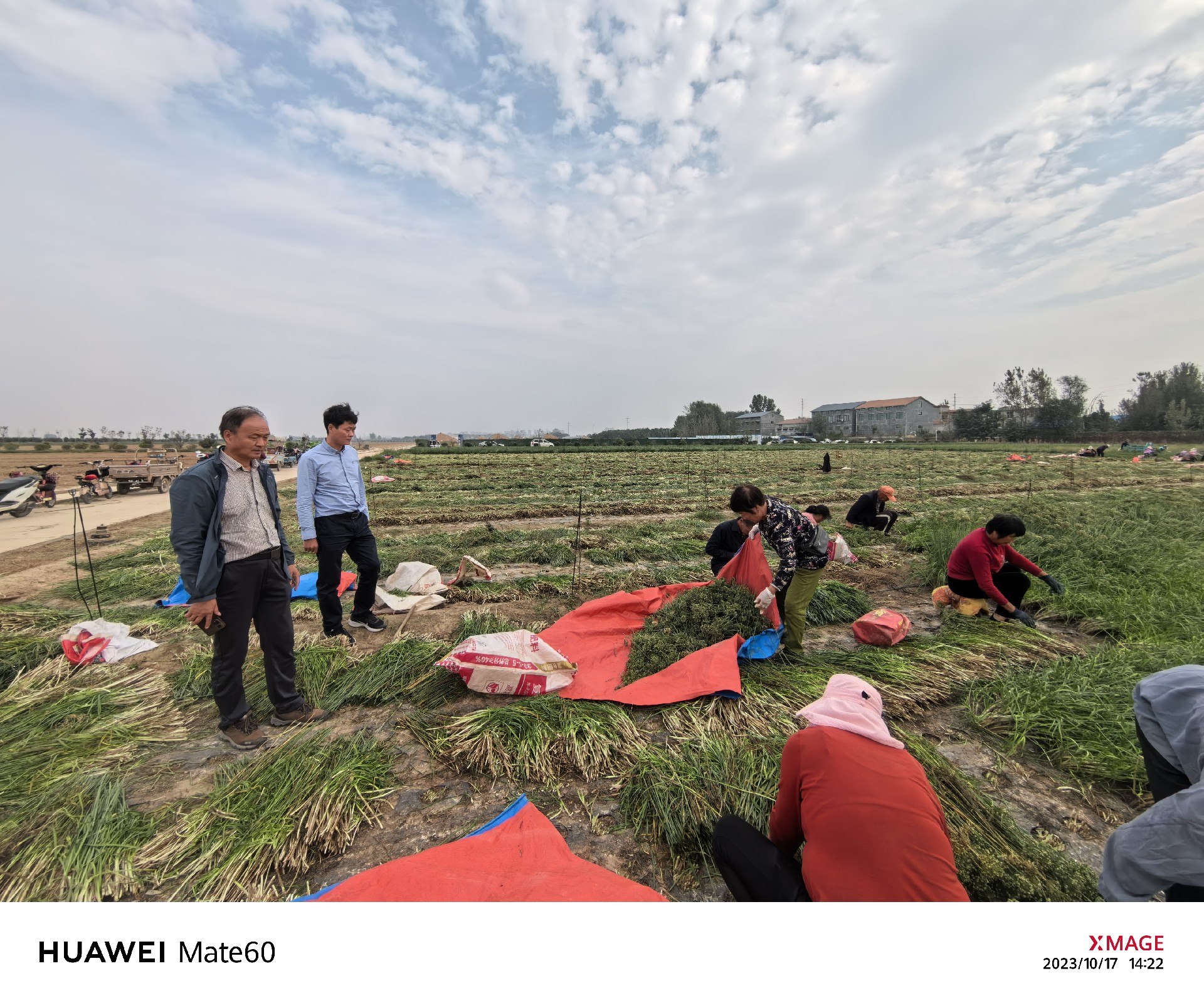 陳建華主任、許向陽副主任到基地指導(dǎo)種子收獲工作