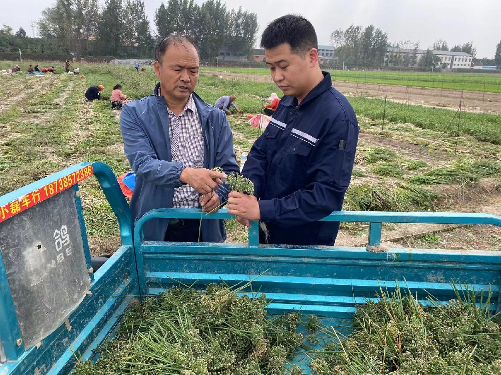 陳建華主任，許向陽副主任到基地指導(dǎo)種子收獲工作