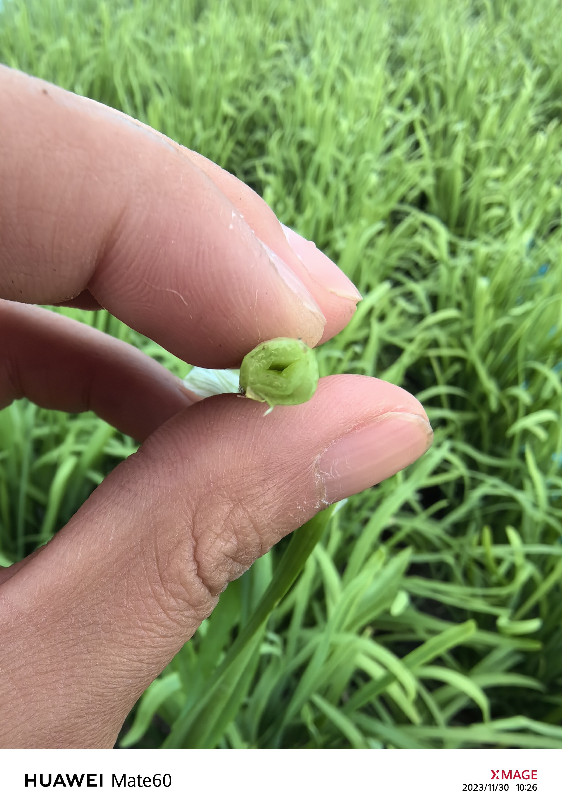 品種表現(xiàn)
