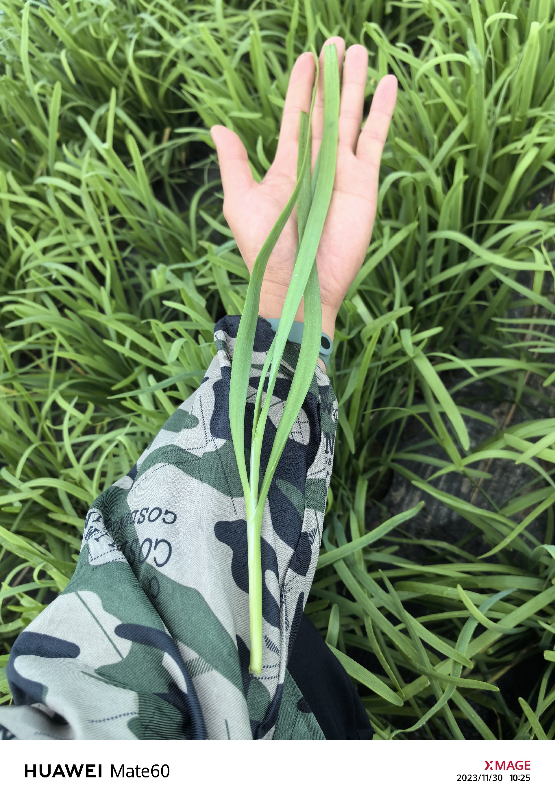 品種表現(xiàn)