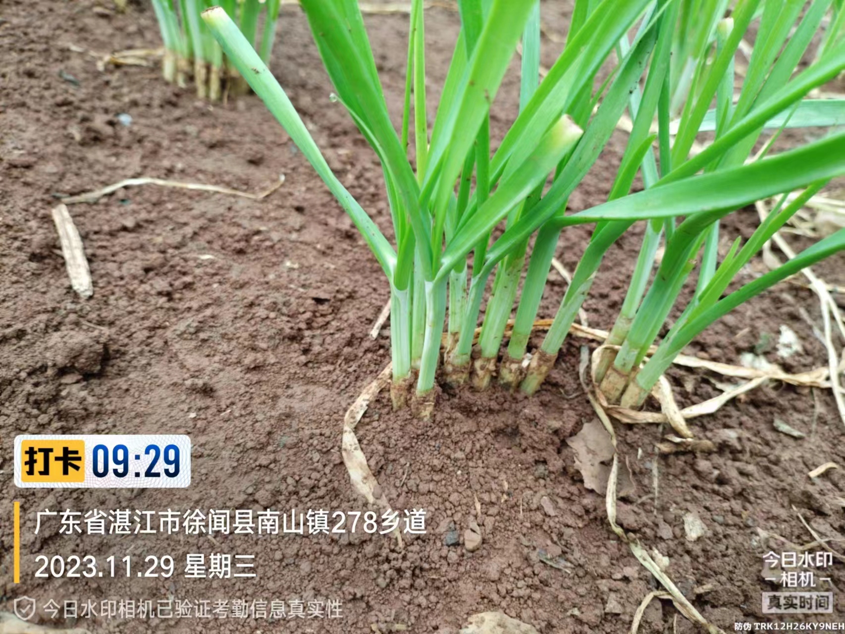 2023.11.29-廣東-徐聞