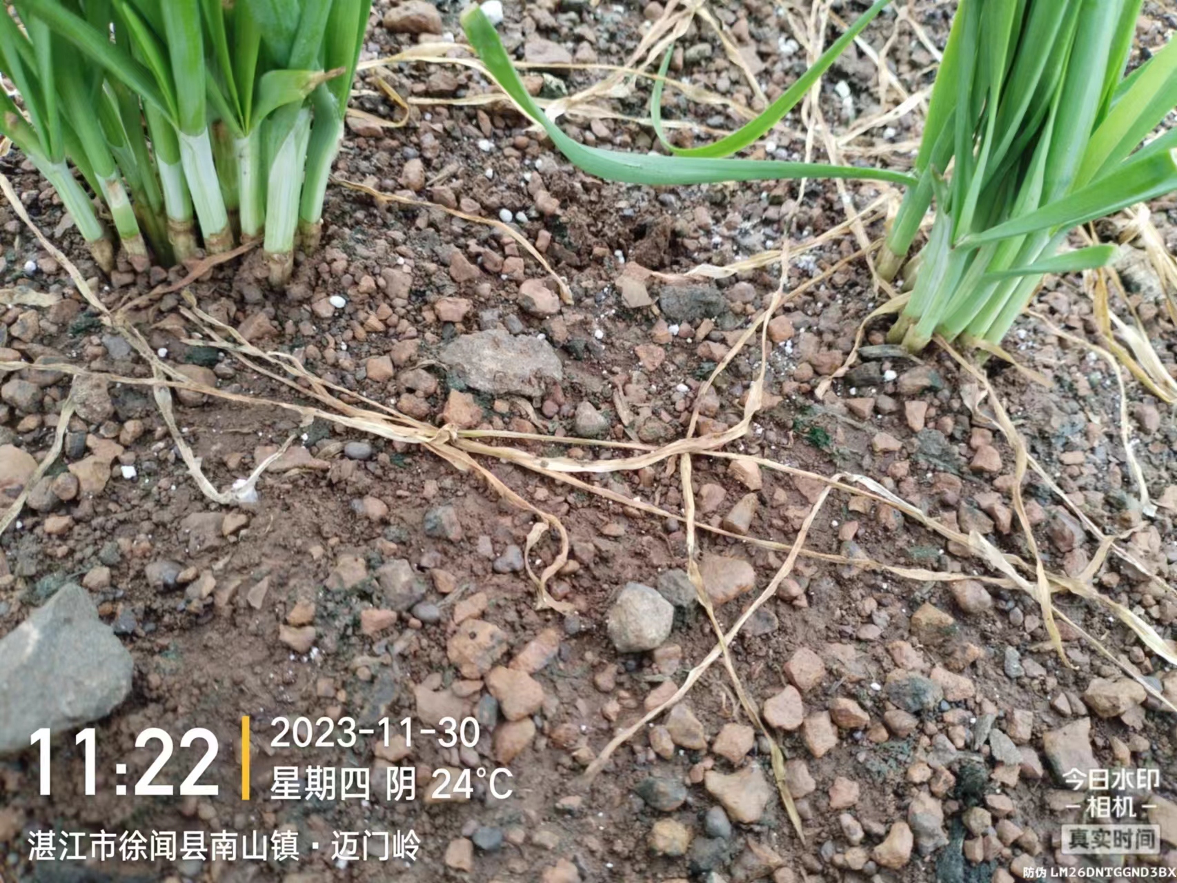 2023.11.30-廣東-徐聞