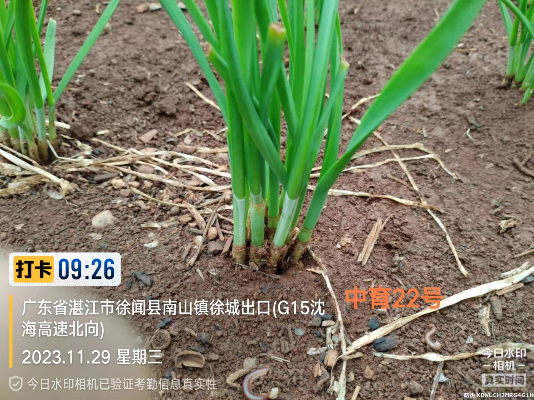 2023.11.29-廣東-徐聞
