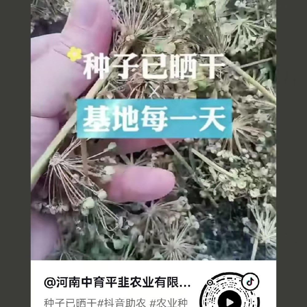 種子已曬干