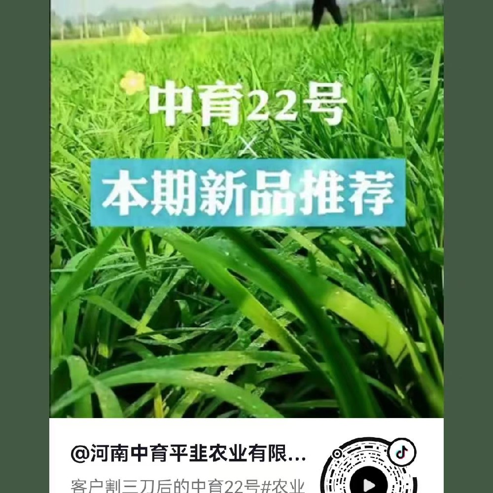 中育22號(hào)