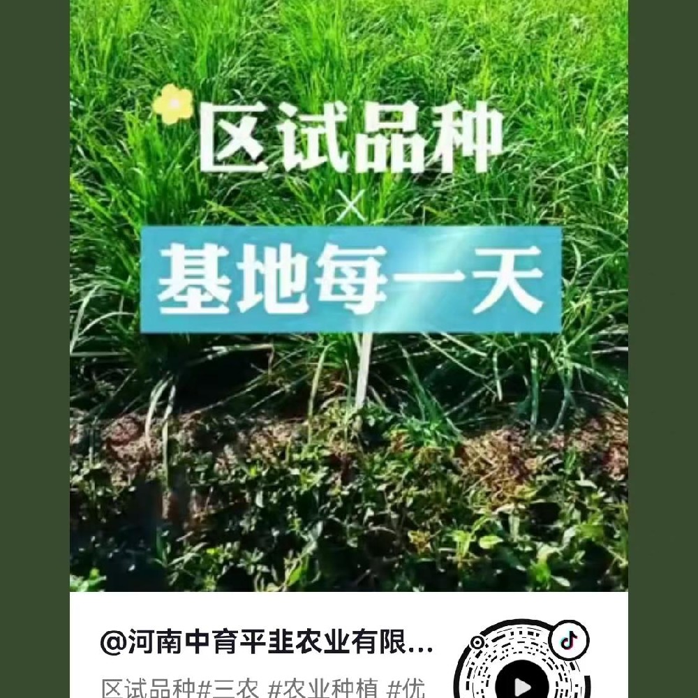 區(qū)試品種